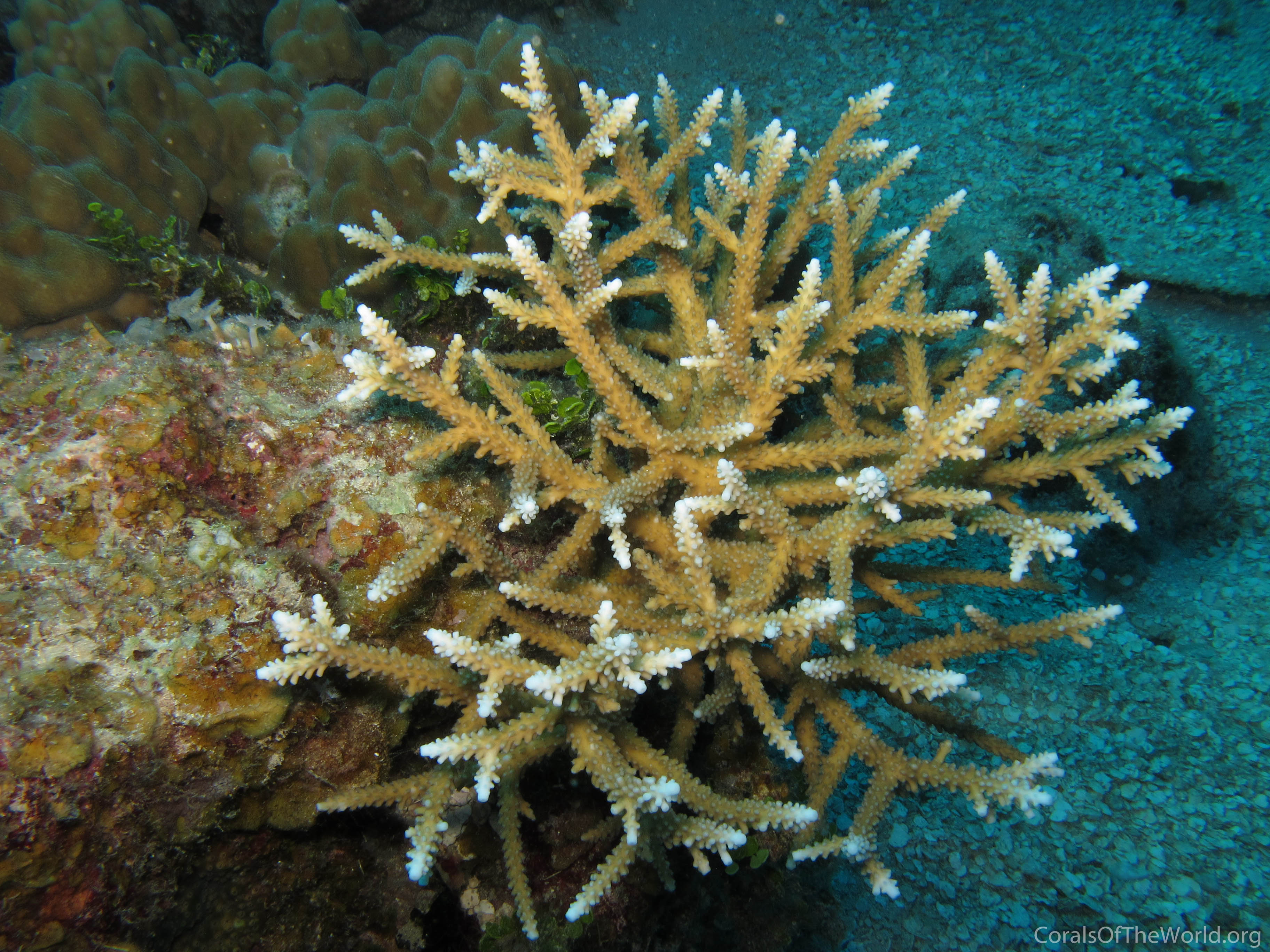 Acropora abrolhosensis