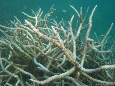 CotW: Acropora abrolhosensis