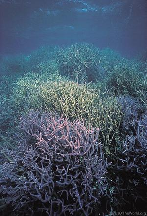 CotW: Acropora abrolhosensis
