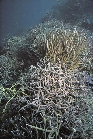 CotW: Acropora abrolhosensis