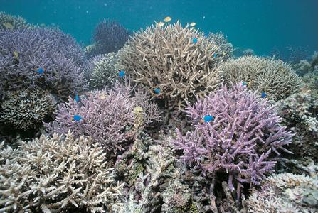 CotW: Acropora abrolhosensis