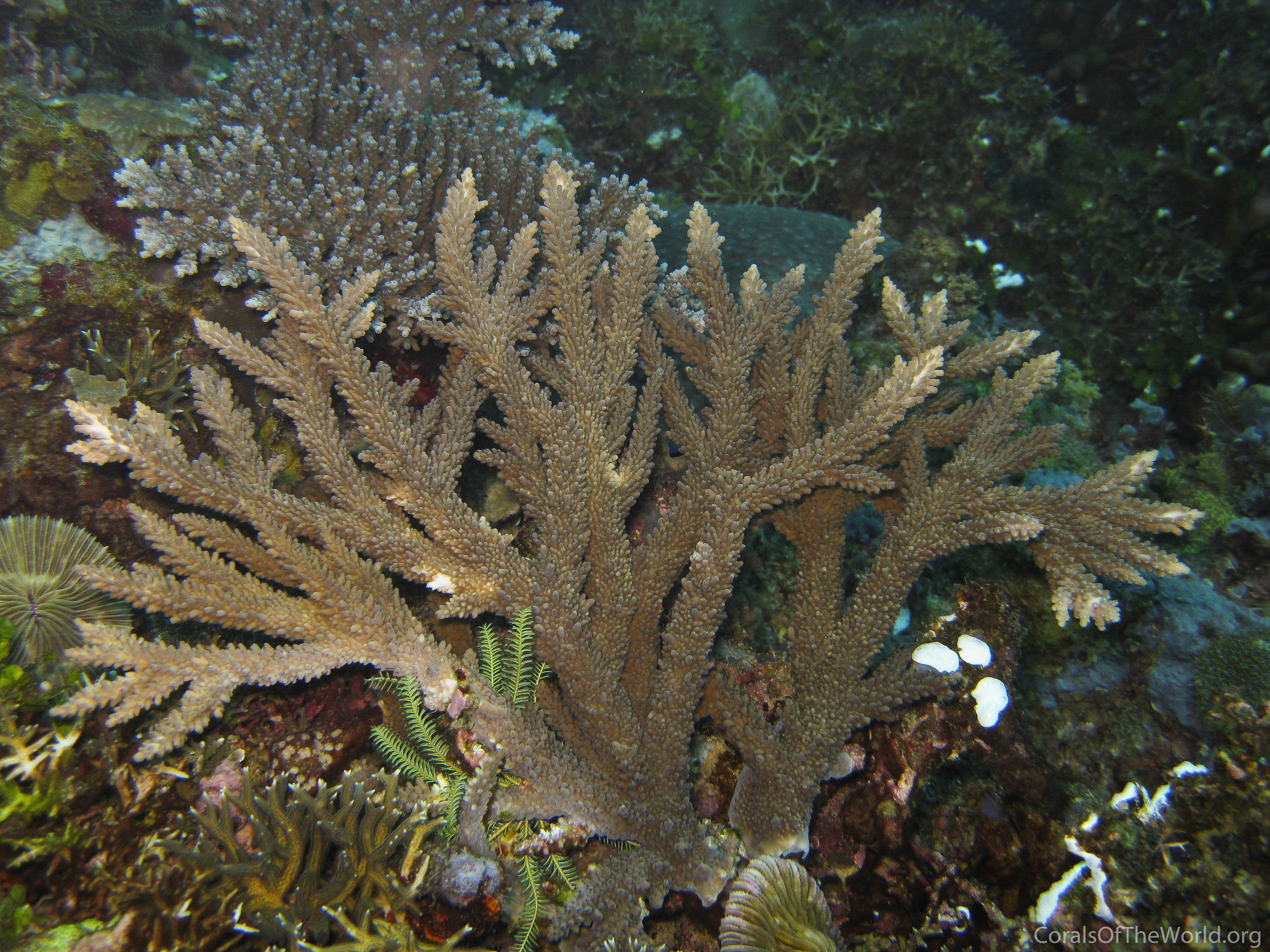 Acropora abrotanoides
