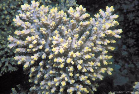 CotW: Acropora aculeus