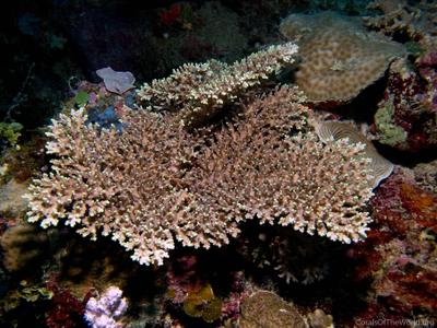 CotW: Acropora aculeus