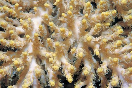 CotW: Acropora aculeus