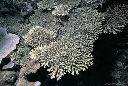 CotW: Acropora aculeus