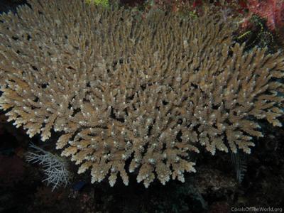 CotW: Acropora aculeus