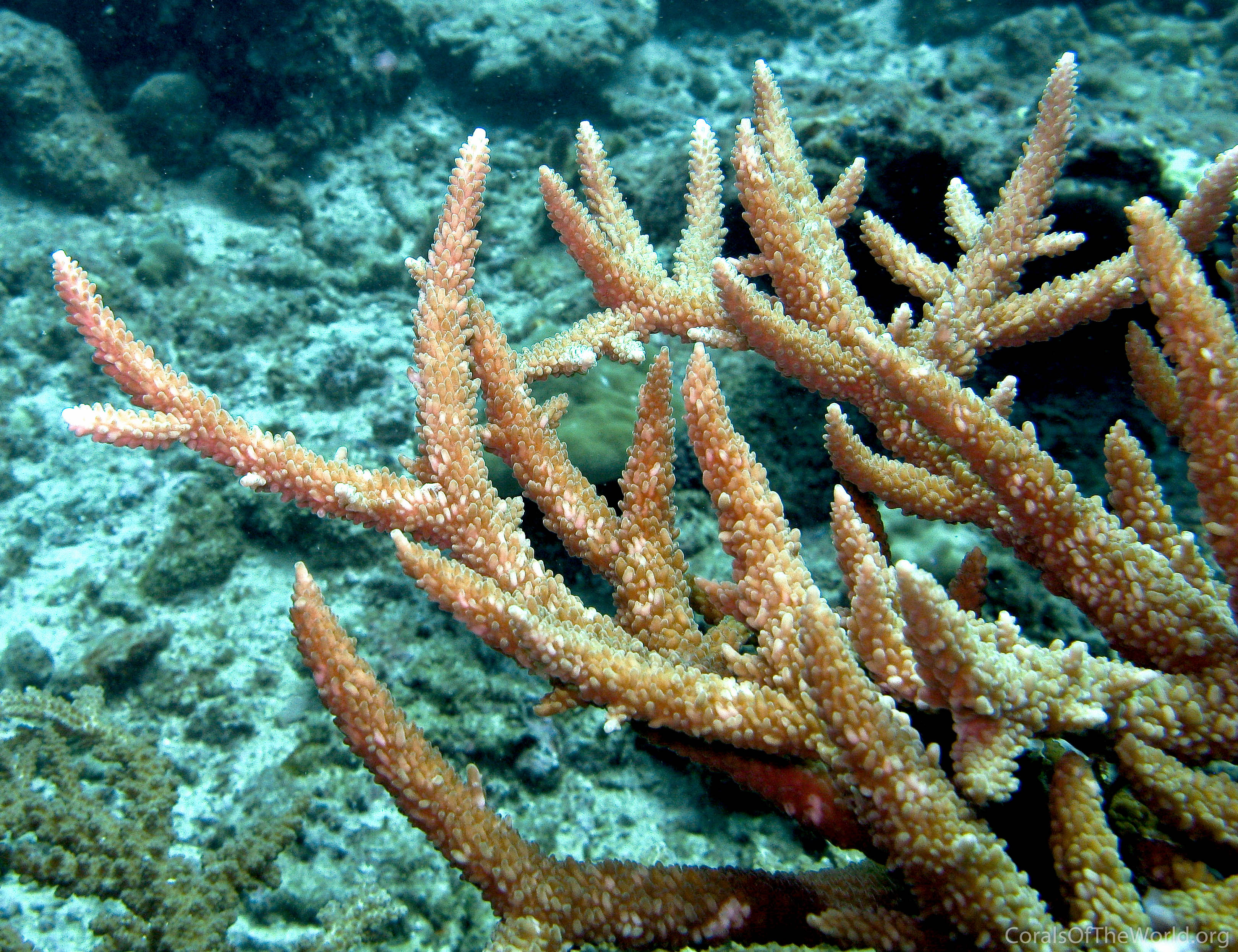 Acropora acuminata