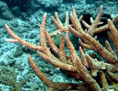 CotW: Acropora acuminata