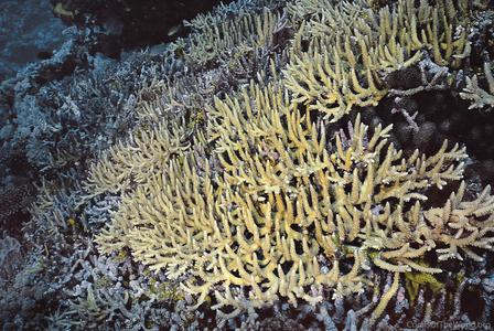 CotW: Acropora acuminata