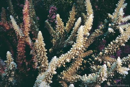CotW: Acropora acuminata