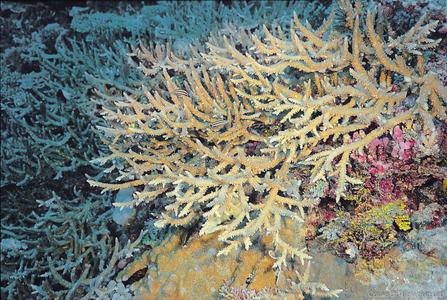 CotW: Acropora acuminata