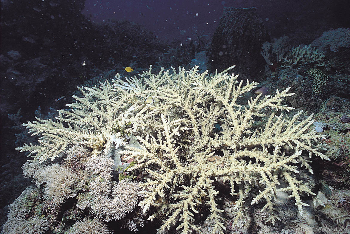 Acropora akajimensis
