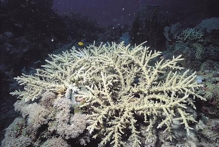 CotW preview: Acropora akajimensis