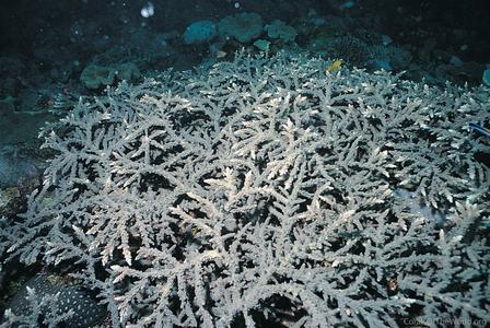 CotW: Acropora akajimensis