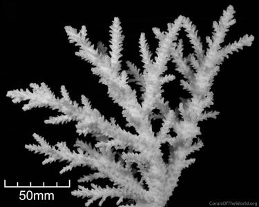 CotW: Acropora akajimensis