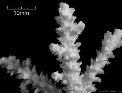 CotW: Acropora akajimensis
