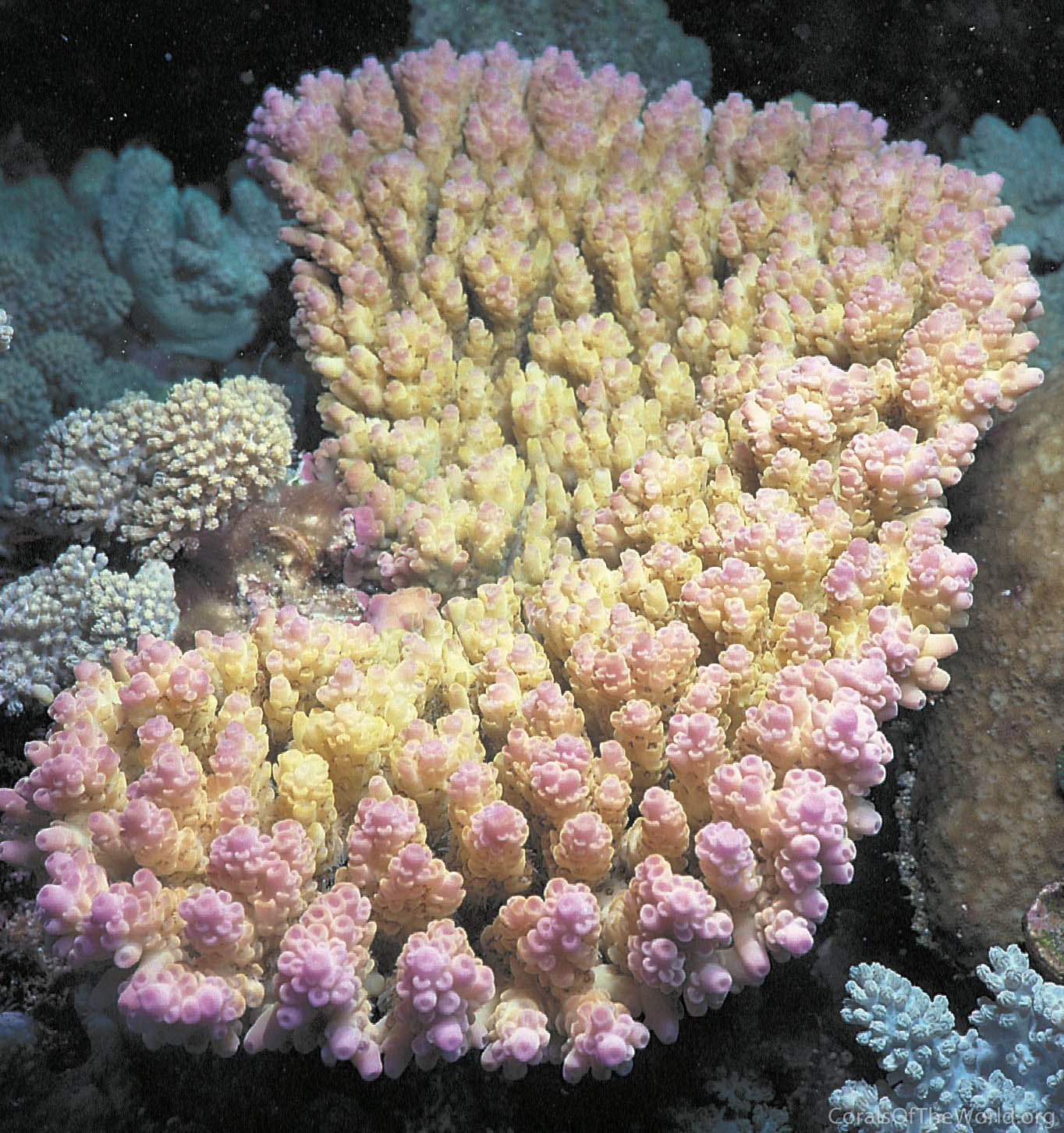 Acropora anthocercis