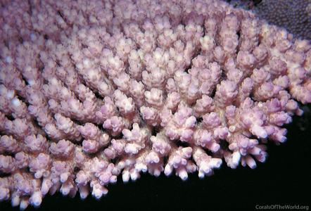 CotW preview: Acropora anthocercis