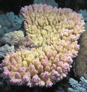 CotW: Acropora anthocercis