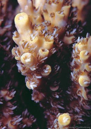 CotW: Acropora anthocercis
