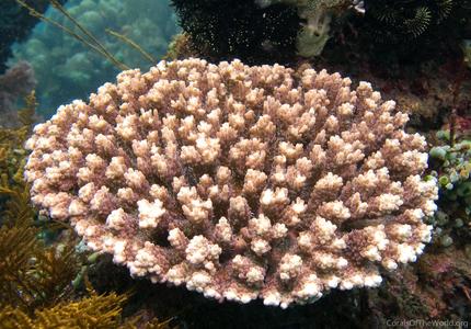 CotW: Acropora anthocercis