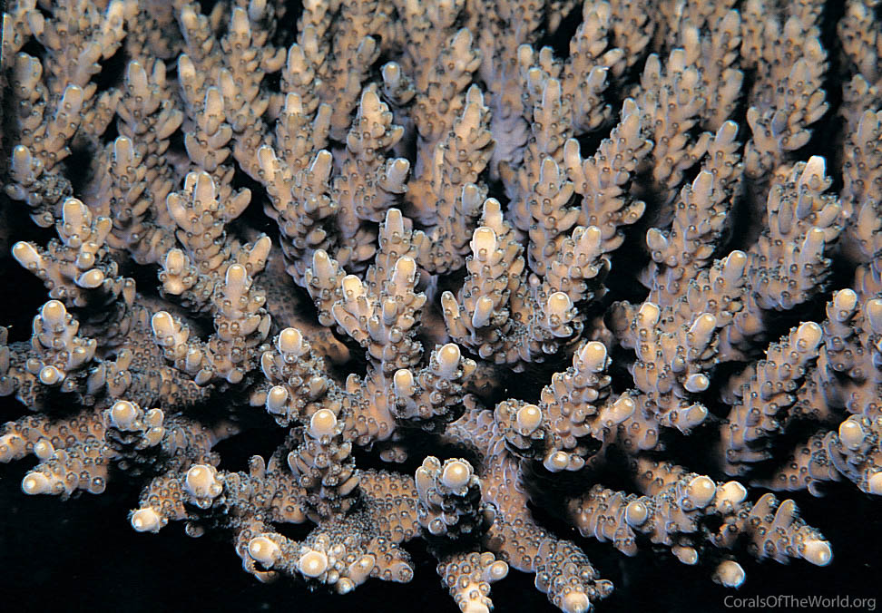 Acropora appressa