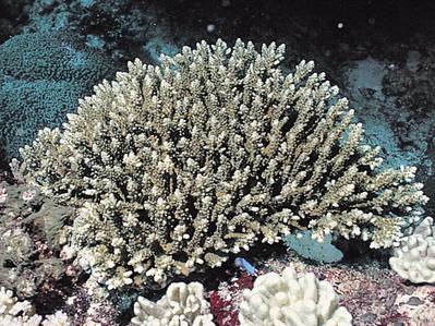 CotW preview: Acropora appressa