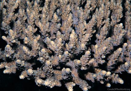 CotW: Acropora appressa