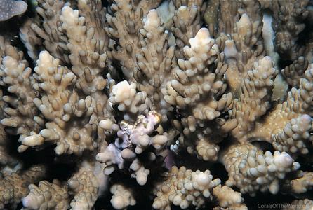CotW: Acropora appressa
