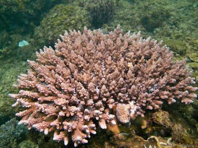 CotW: Acropora appressa
