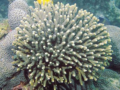 CotW preview: Acropora arabensis