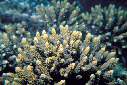 CotW: Acropora arabensis