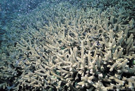 CotW preview: Acropora aspera