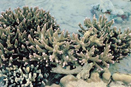 CotW: Acropora aspera