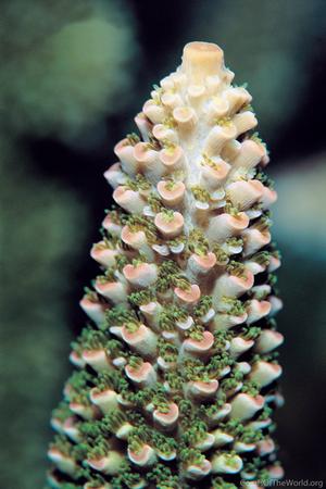 CotW: Acropora aspera