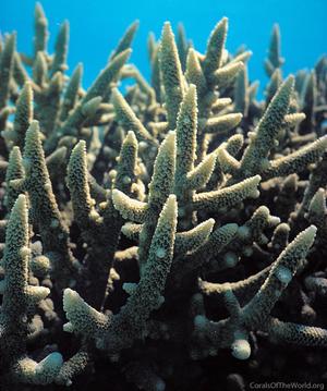 CotW: Acropora aspera