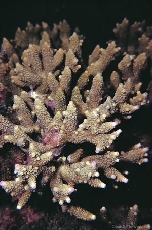 CotW: Acropora aspera