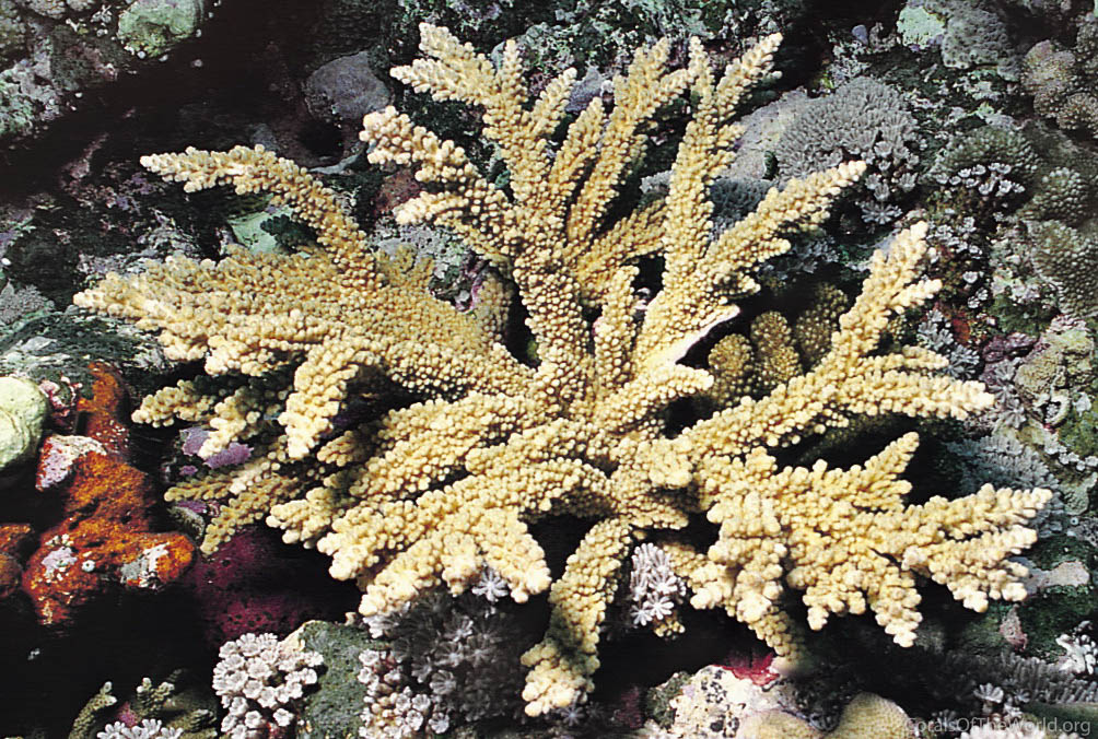 Acropora austera