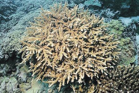 CotW preview: Acropora austera