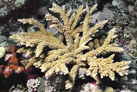 CotW: Acropora austera
