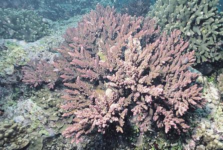 CotW: Acropora austera