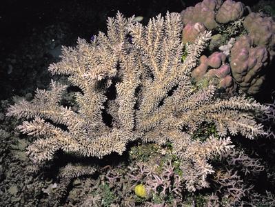 CotW preview: Acropora awi