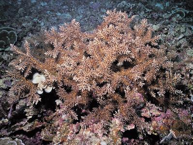 CotW: Acropora awi