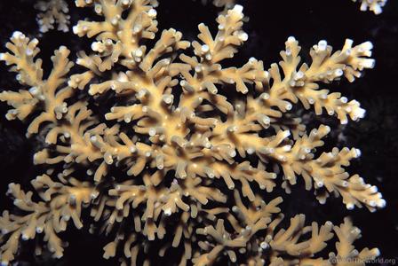 CotW: Acropora awi