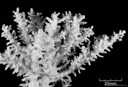 CotW: Acropora awi
