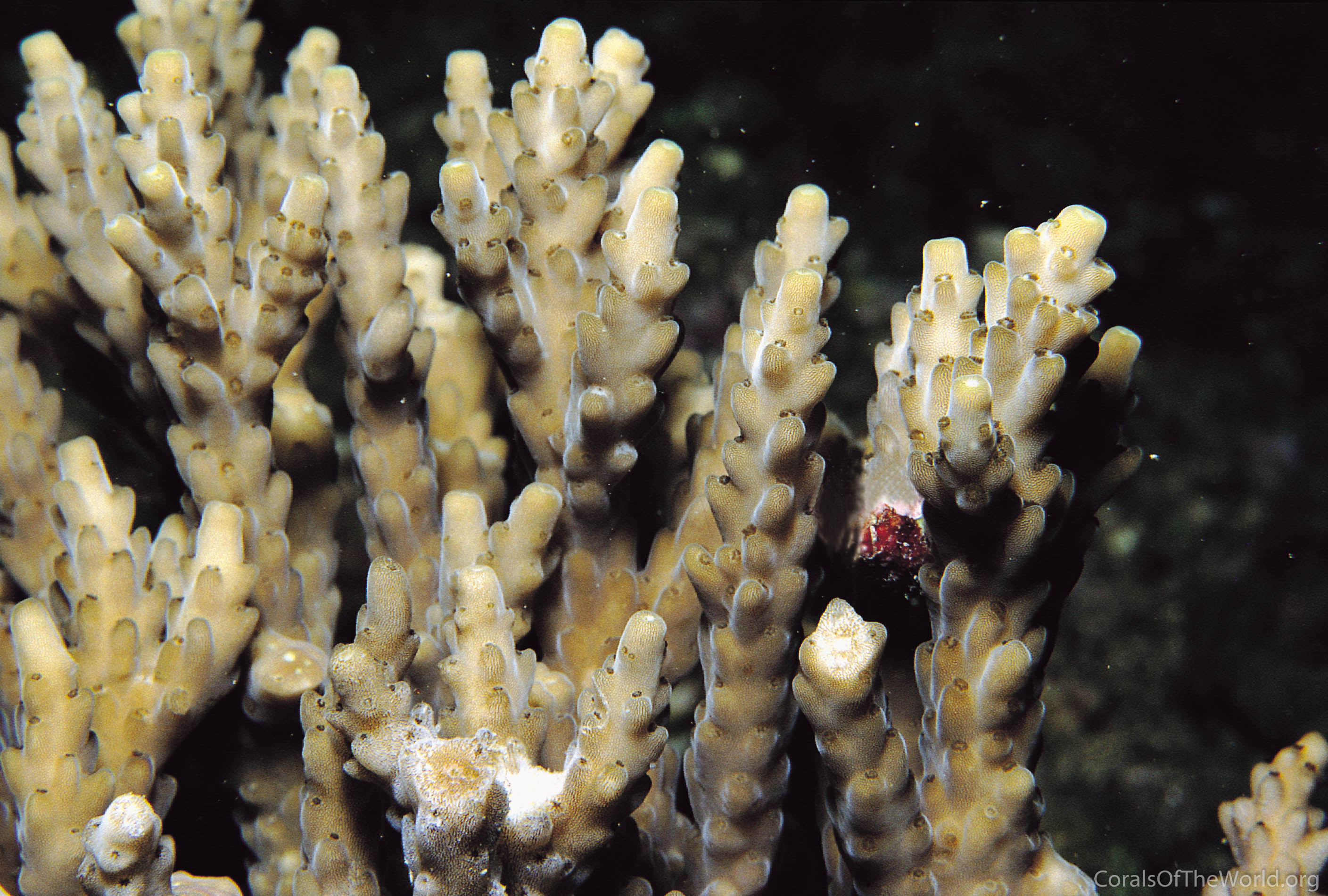 Acropora azurea