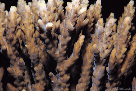 CotW preview: Acropora azurea
