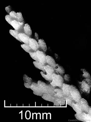 CotW: Acropora azurea