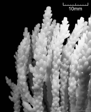 CotW: Acropora azurea